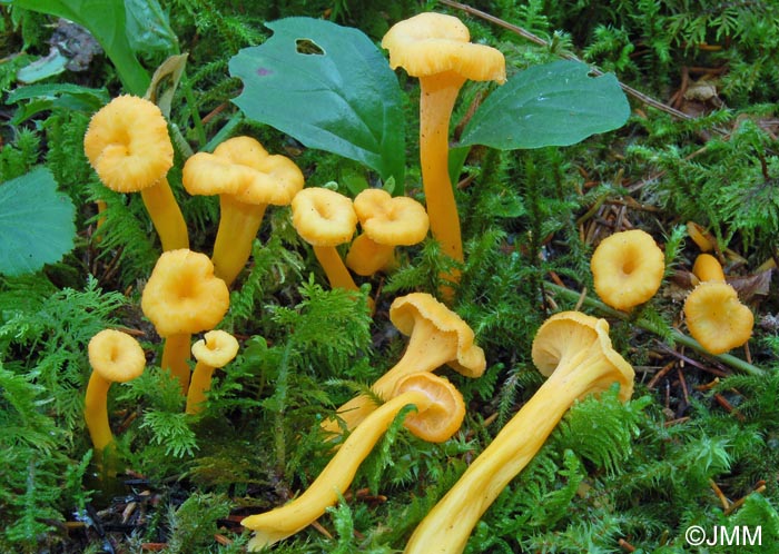 Craterellus lutescens f. luteocomus = Cantharellus lutescens f. luteocomus = Craterellus luteocomus