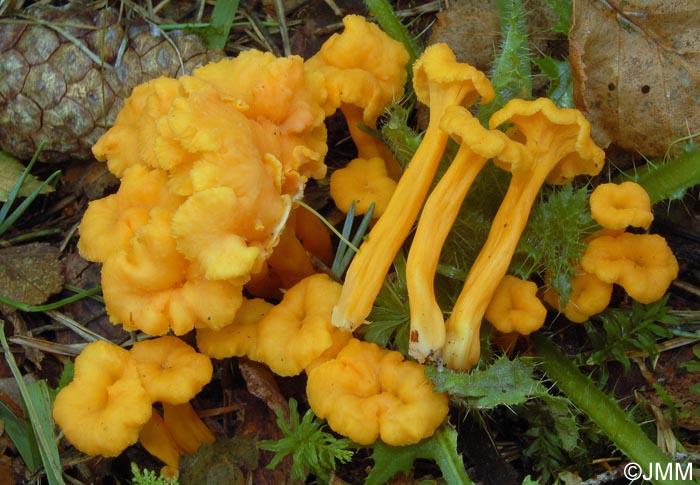 Craterellus lutescens f. luteocomus = Cantharellus lutescens f. luteocomus = Craterellus luteocomus