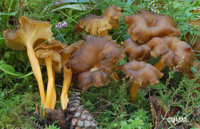 Cantharellus lutescens 