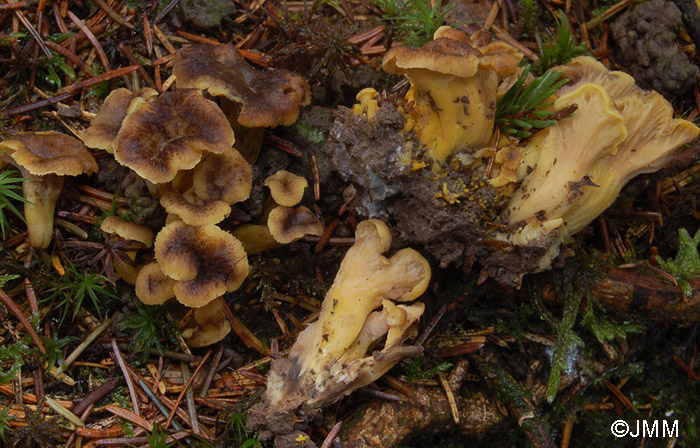 Craterellus melanoxeros = Cantharellus melanoxeros