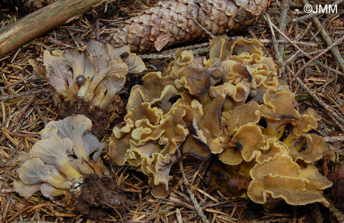 Craterellus melanoxeros = Cantharellus melanoxeros