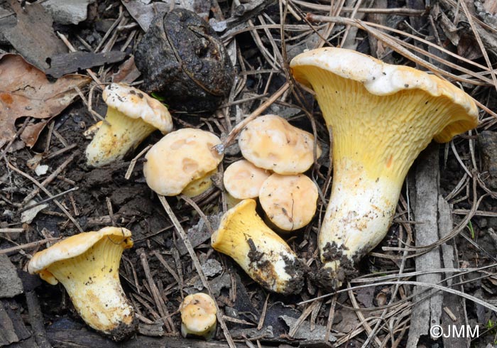 Cantharellus subpruinosus = Cantharellus pallens