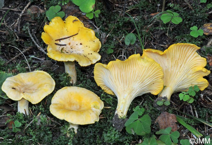 Cantharellus subpruinosus = Cantharellus pallens