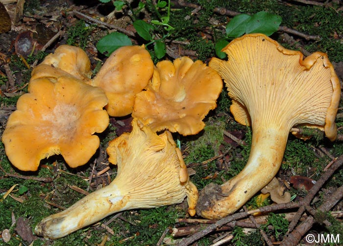 Cantharellus subpruinosus = Cantharellus pallens