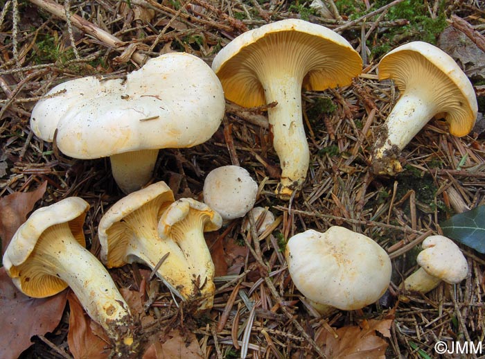 Cantharellus subpruinosus = Cantharellus pallens