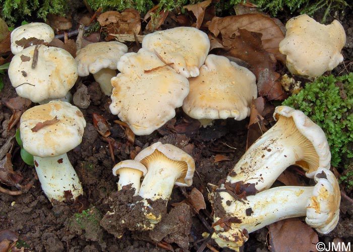 Cantharellus subpruinosus = Cantharellus pallens