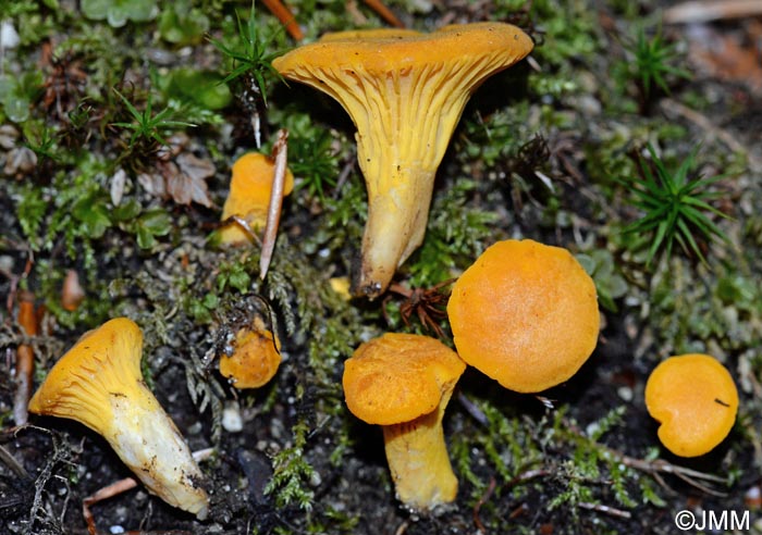 Cantharellus pseudominimus