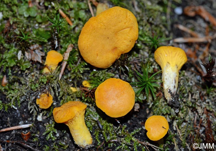 Cantharellus pseudominimus