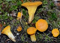 Cantharellus pseudominimus