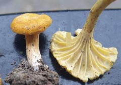 Cantharellus romagnesianus