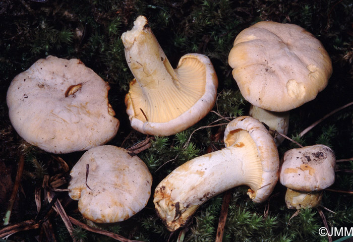 Cantharellus subpruinosus = Cantharellus pallens