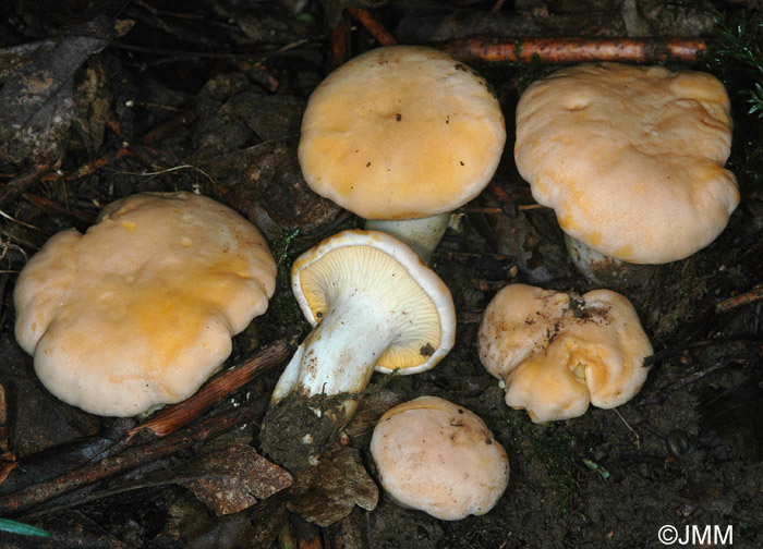 Cantharellus subpruinosus = Cantharellus pallens