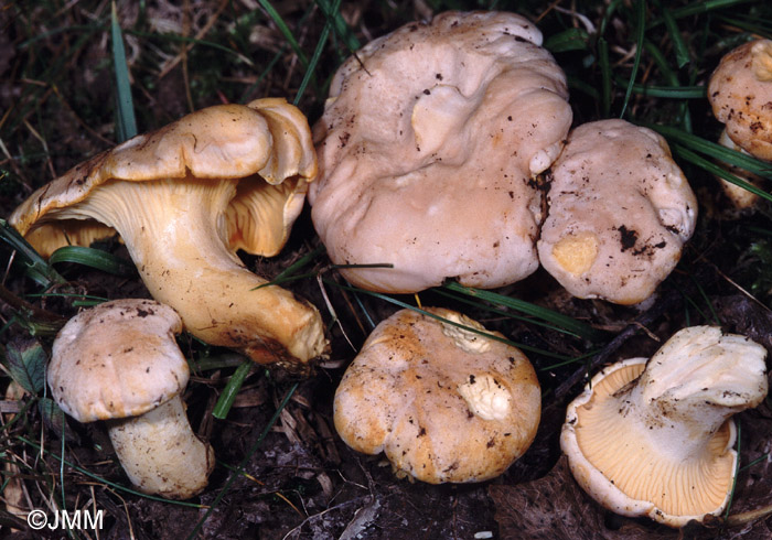 Cantharellus subpruinosus = Cantharellus pallens