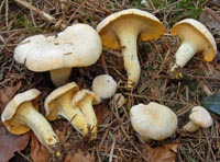 Cantharellus subpruinosus = Cantharellus pallens