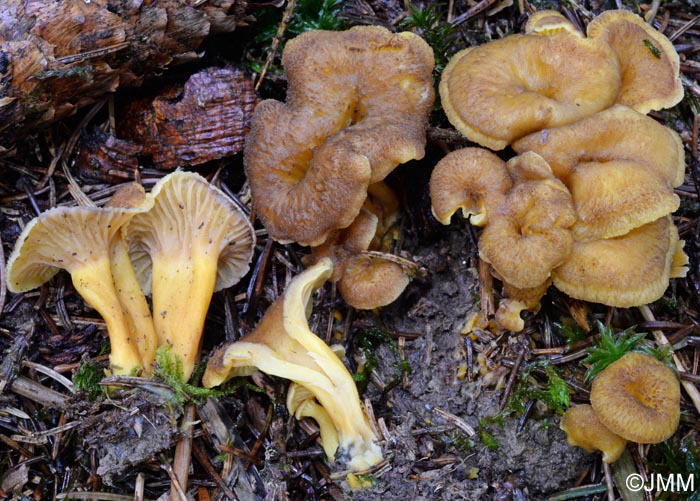 Craterellus tubaeformis = Cantharellus tubaeformis