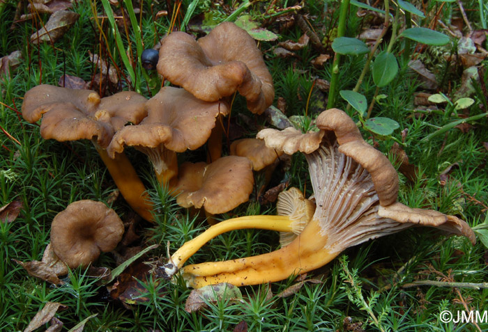 Craterellus tubaeformis = Cantharellus tubaeformis