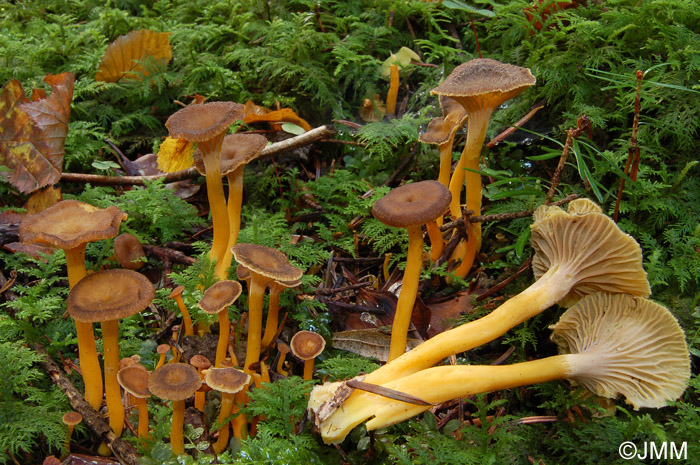 Craterellus tubaeformis = Cantharellus tubaeformis