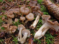 Craterellus tubaeformis f. axanthus