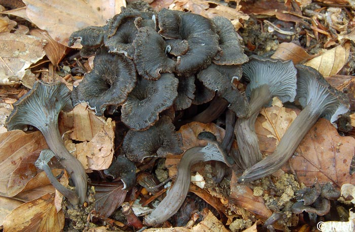 Craterellus cinereus = Cantharellus cinereus