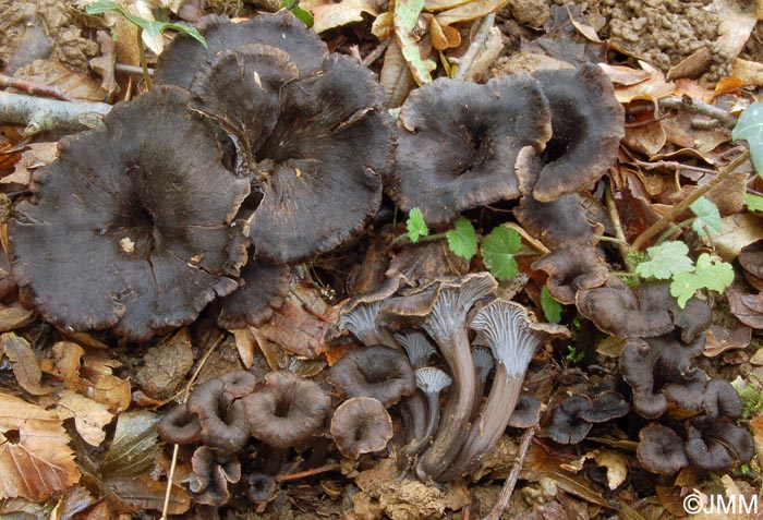 Craterellus cinereus = Cantharellus cinereus