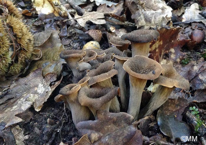 Craterellus cornucopioides