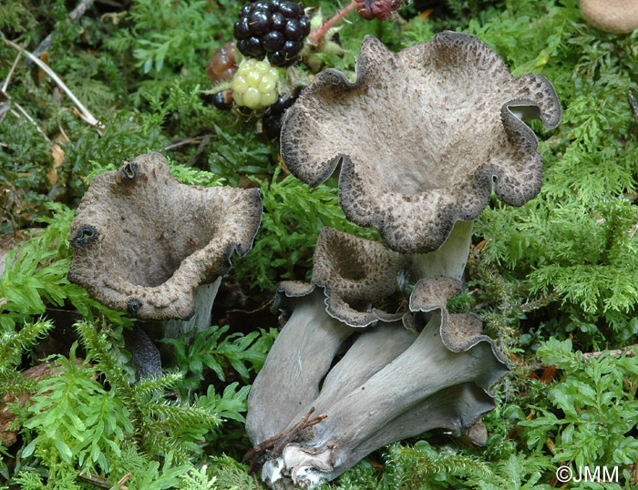 Craterellus cornucopioides