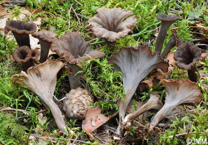 Craterellus cornucopioides