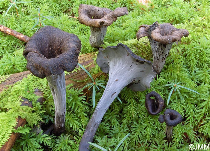 Craterellus cornucopioides