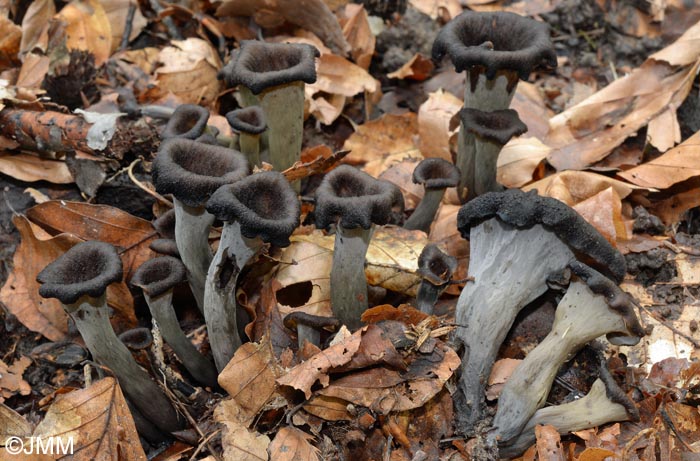 Craterellus cornucopioides