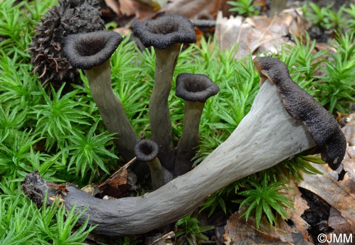 Craterellus cornucopioides