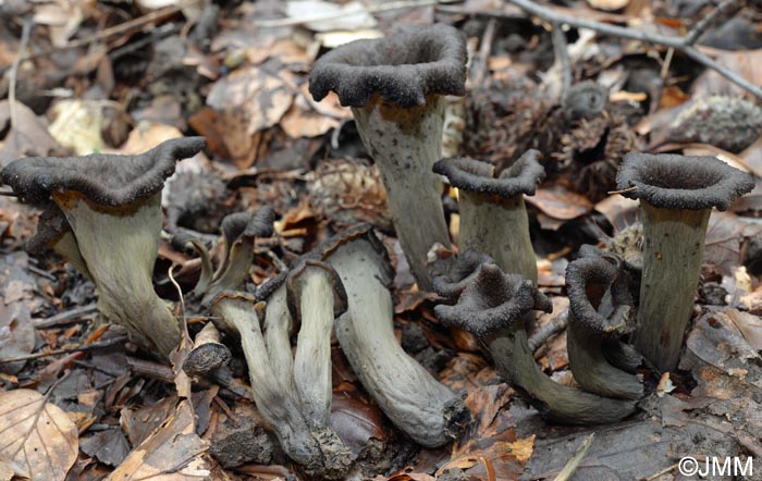 Craterellus cornucopioides