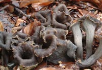 Craterellus cornucopioides