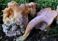 Craterellus ianthinoxanthus