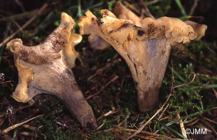 Craterellus konradii 