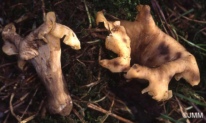 Craterellus konradii 