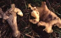 Craterellus konradii