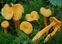 Craterellus lutescens f. luteocomus