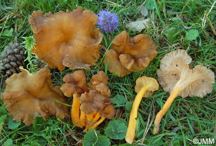 Craterellus lutescens = Cantharellus lutescens