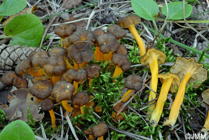 Craterellus lutescens = Cantharellus lutescens