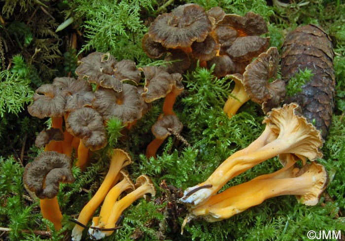 Craterellus lutescens = Cantharellus lutescens