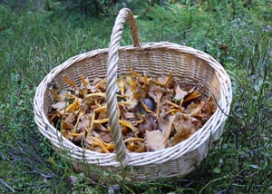 Rcolte de Craterellus lutescens