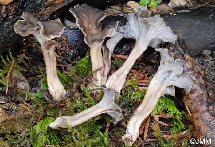 Craterellus lutescens var. griseus = Cantharellus lutescens var. griseus