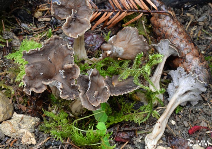 Craterellus lutescens var. griseus = Cantharellus lutescens var. griseus