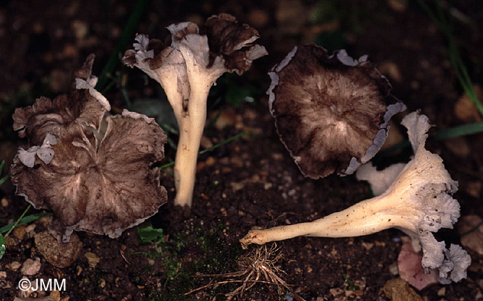 Craterellus lutescens var. griseus = Cantharellus lutescens var. griseus