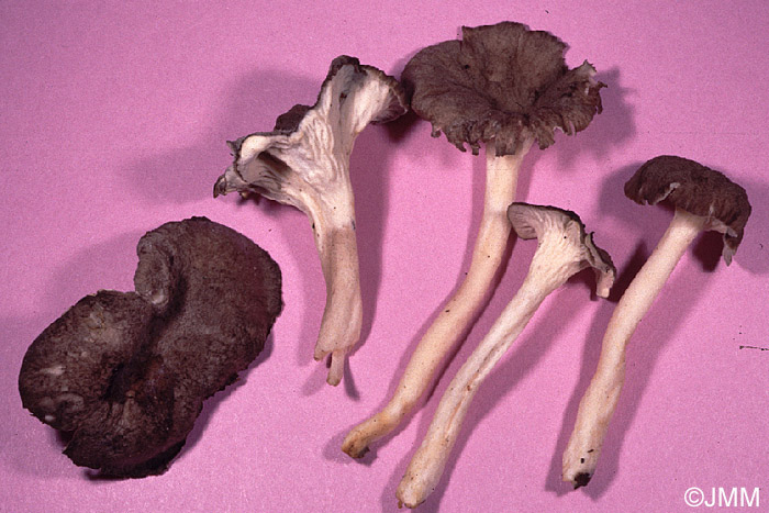 Craterellus lutescens f. niveipes = Cantharellus lutescens f. niveipes