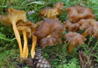 Craterellus lutescens