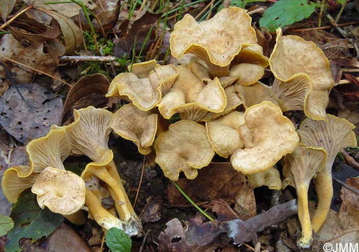 Craterellus melanoxeros = Cantharellus melanoxeros