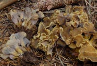 Craterellus melanoxeros 