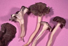 Craterellus lutescens f. niveipes