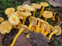 Craterellus tubaeformis f. pallidus